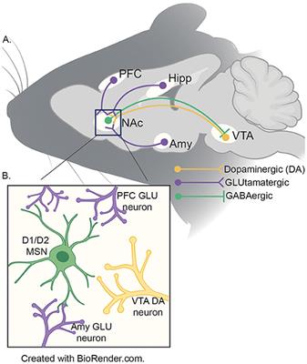 Long-Term Impacts of Post-weaning Social Isolation on Nucleus Accumbens Function